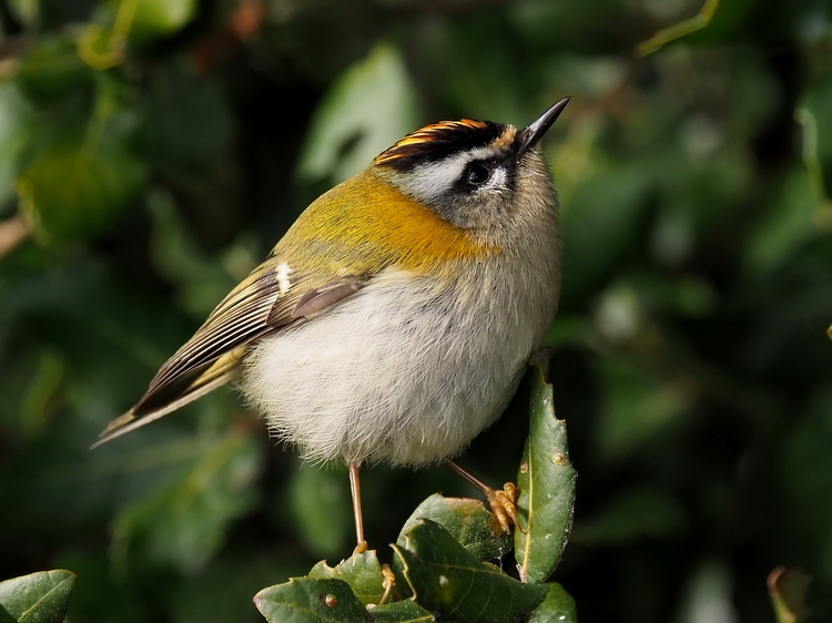 Pesi minimi a confronto: Fiorrancino e Regolo